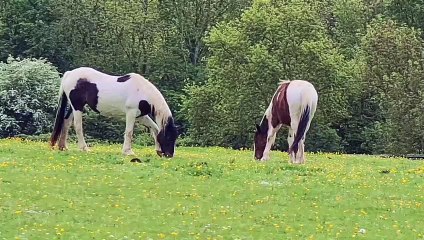 WATCH: Traquility, as horses graze near Fontwell