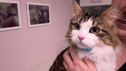 Manchester’s first Veterinary practice just for cats has opened in Withington