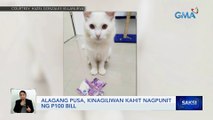 Alagang pusa, kinagiliwan kahit nagpunit ng P100 bill | Saksi