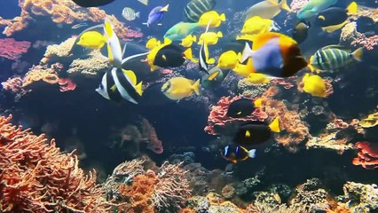 Relaxing music treats diseases of the heart and blood vessels