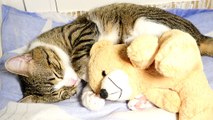 A Cat and His Teddy Bear