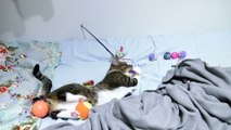 Playful Cat Stalks the Toy