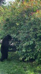 Bear Cubs Play in Front Yard