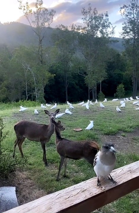 Backyard Bird Paradise