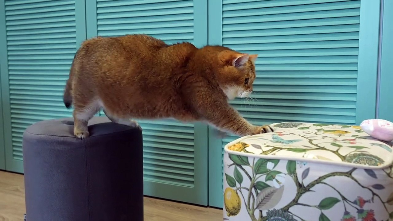 That's what I do on Mondays - Cat - Cat vidos
