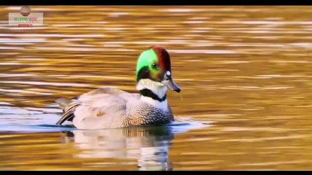 Meditation Nature Sounds | Sleep Music Nature Sounds | Relaxing Music Nature Scenery | Calming Sound, | Natural Sound dailymotion, | Relaxing nature sounds...