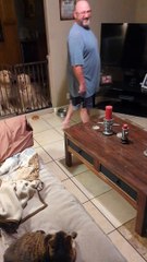 Dusty the Dog's Cat Door Collar