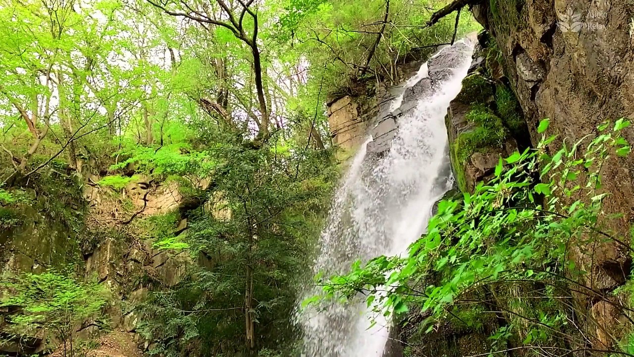 Calming Waterfall Sounds in Spring Forest for Relaxation (1 Hour)