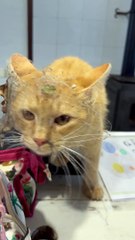 He's Basically Spider-Man