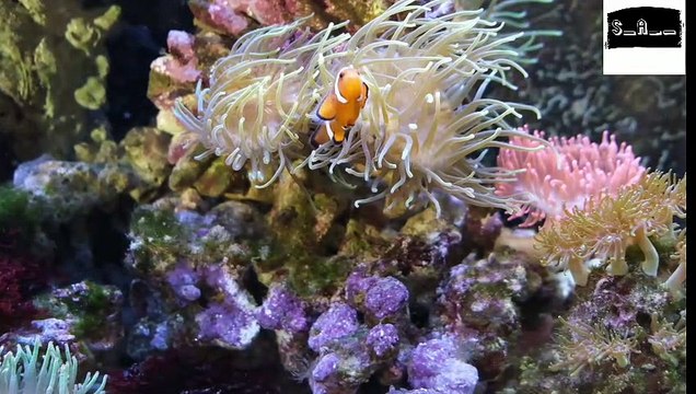 Soft music relaxing music with most beautifull fishis soothing music meditation music sleeping music deep sleep music morning music and yoga music