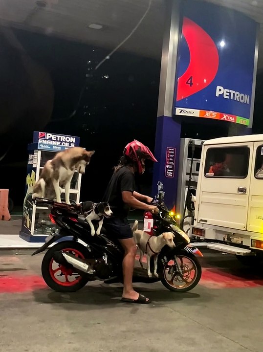 Three Dogs Balance on a Moped