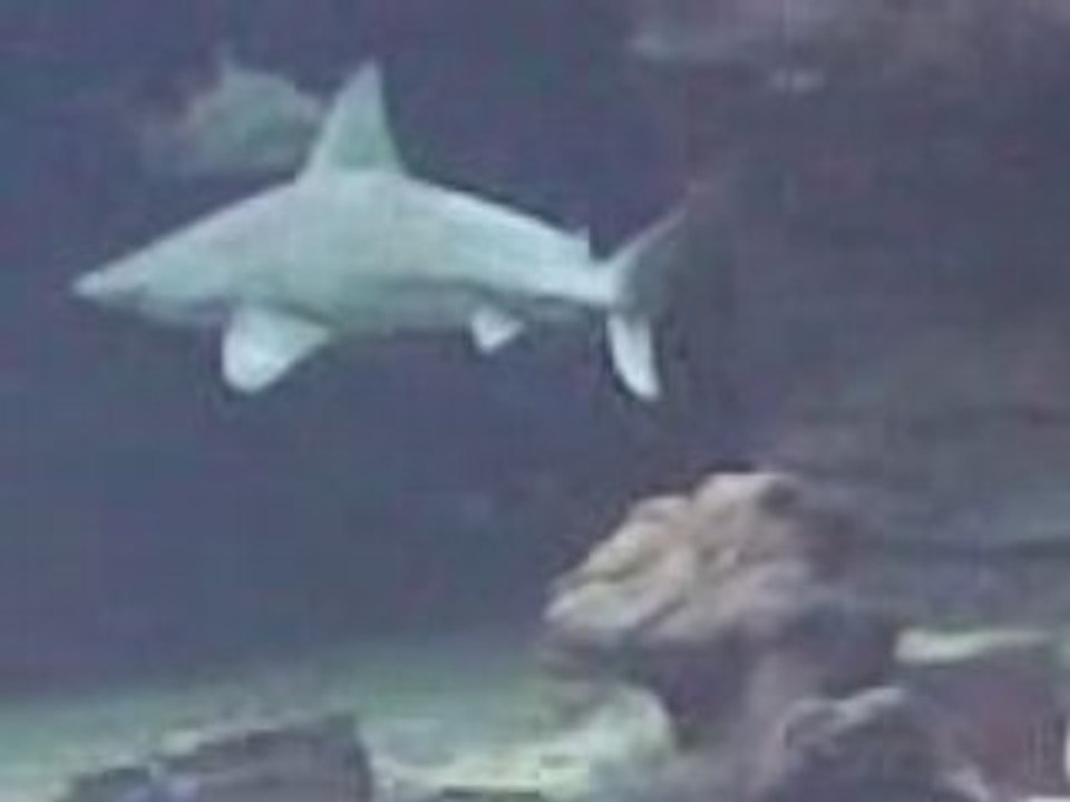 Aquarium Mare Nostrum à Montpellier