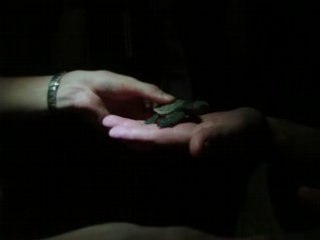 Decouverte des petites tortues