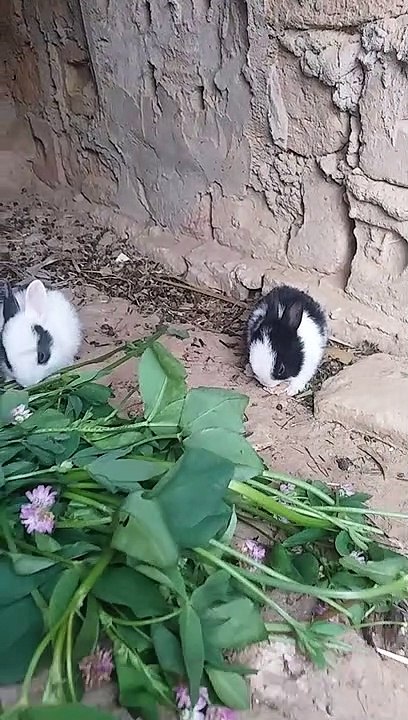 Rabbit beautiful baby