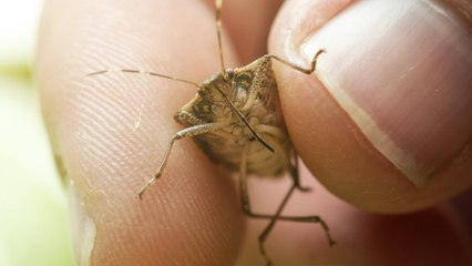 What To Do About Stink Bugs In Your Home And Garden