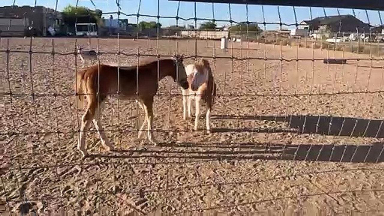 Le poney prend le sabot de poulain pour faire face