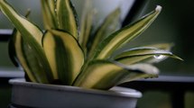 How to Propagate a Snake Plant So You Can Share It with Friends