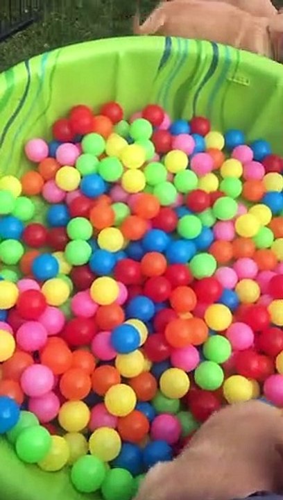 Les chiots jouent dans la fosse à balle