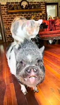 Le cochon et le chat sont des besties