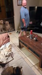 Dusty le col de porte du chat du chien