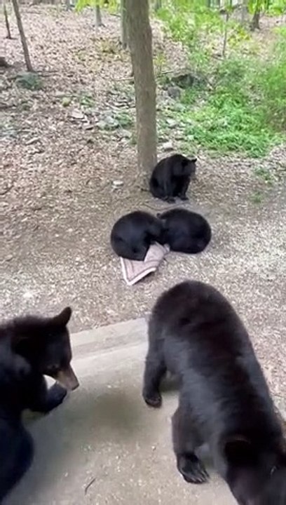 Cubs d'ours voler le tapis extérieur
