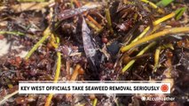 How that smelly sargassum seaweed is helping marine creatures thrive