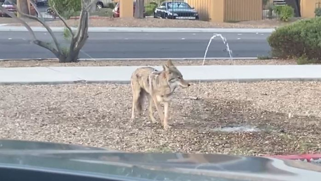 Reportes avisan de presencia de Coyotes en zonas residenciales