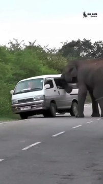 The Elephant attacks a van several people inside the van . . . #van #vehicles #wildanimals #wildlifephotography #forest #road