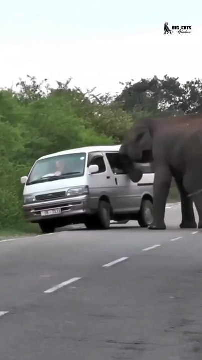 The Elephant attacks a van several people inside the van . . . #van #vehicles #wildanimals #wildlifephotography #forest #road