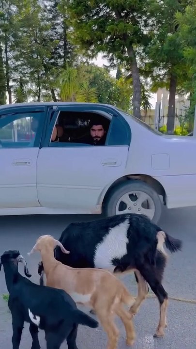Chori ki Bakri Molvi Ka Pass