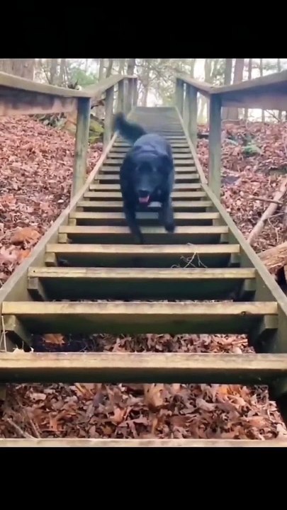 Funny video
