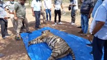 रणथम्भौर के दो बाघ बाघिन जिन्हें 6 बार किया टे्रकुंलाइज,दोनों की मौत