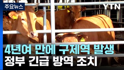 4년 만에 구제역 발생...한우 농장 3곳으로 늘어 / YTN