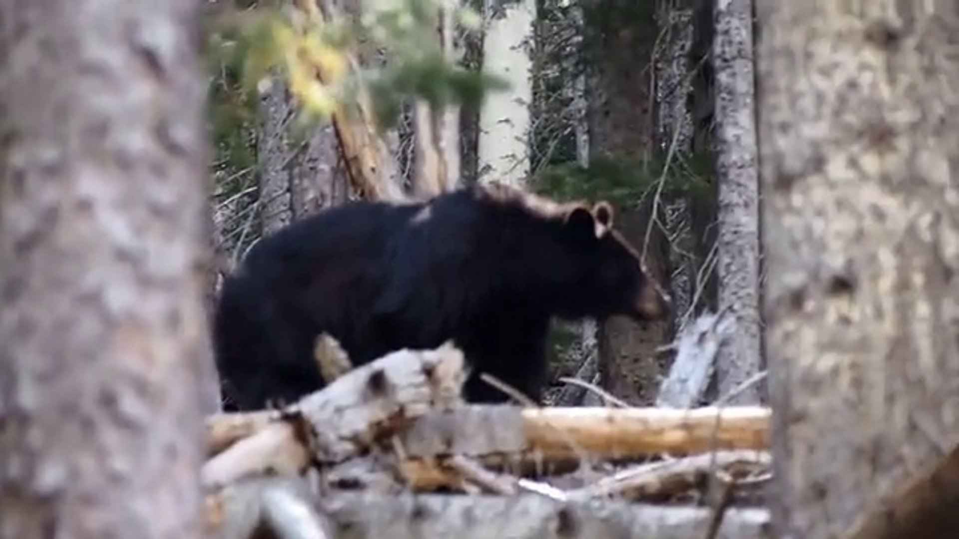 ⁣Forest Videos