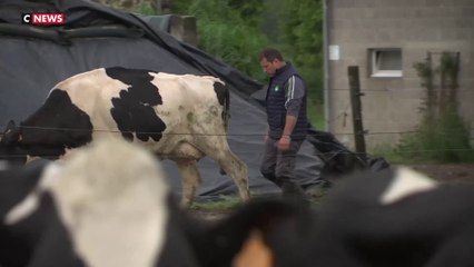 Baisse du prix du lait : les agriculteurs s'inquiètent
