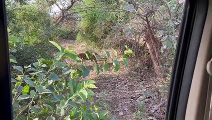 बाघ के फैंफडो में था संक्रमण फिर भी कर दिया शिफ्ट