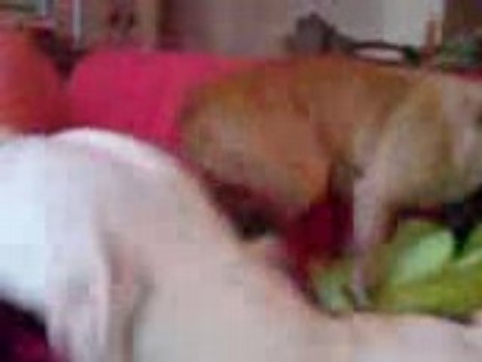 pit bull