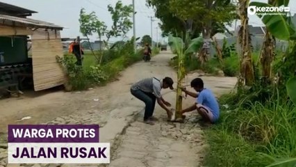 Kesal Jalan Rusak Tidak Diperbaiki, Warga Tanam Pohon Pisang
