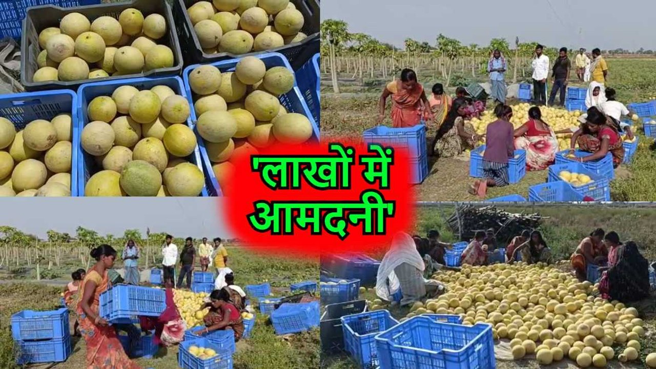 Farming Tips: खरबूजा की खेती से लाखों रुपए कमा रहे युवा किसान अमीश, लाखों की नौकरी छोड़कर की खेती