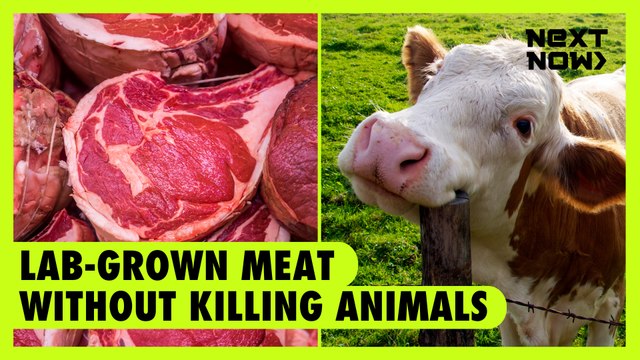 Lab-grown meat without killing animals | Next Now