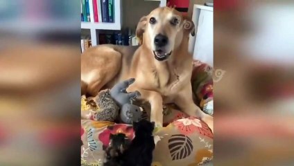 New Funny Videos 2023  Cutest Cats and Dogs  Part 18