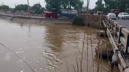 गंगनहर में केळी के बीच फंसे पशुओं के शवों को नोच रहे श्वान