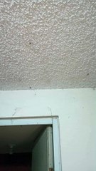 Las arañas en el baño de mi casa continua reproduciendose