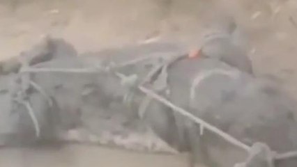 कुशीनगर: नदी से निकल गांव में पहुंचा मगरमच्छ, ग्रामीणों में मचा हड़कंप, देखें वीडियो