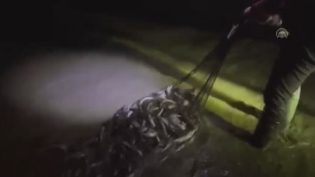 Kaçak avlanan 12 ton inci kefali ele geçirildi