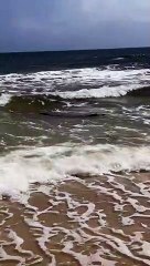 Télécharger la video: Praia ou Zoo? Turistas surpreendidos por crocodilo em praia