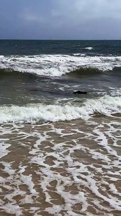 Praia ou Zoo? Turistas surpreendidos por crocodilo em praia