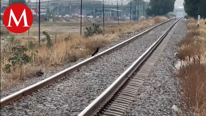 Vecinos de las Américas en Ecatepec exigen mayores señalamientos para evitar choques con el tren