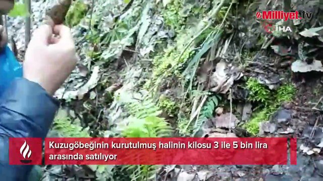 Kuzugöbeği mantarının fiyatı altınla yarışıyor