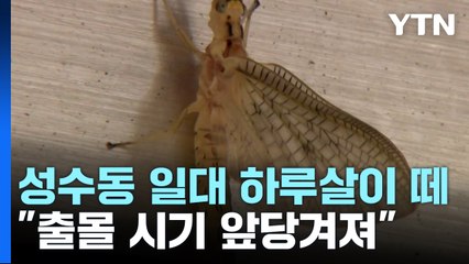 밤마다 서울 성수동 뒤덮는 하루살이...출몰 이유는? / YTN
